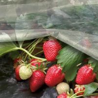 Агроволокно 42 мк 3.2х10 м біле (4091) Агроволокно 42 мк 3.2х10 м біле (4091)