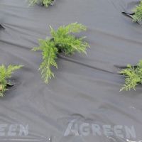 Агроволокно Agreen в рулоні 50 мк 1.6х25 м Чорне (A9046  )