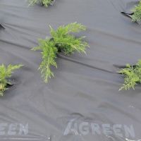 Агроволокно Agreen в пакеті 50 мк 3.2х5 м Чорне (A2526  )