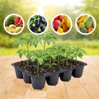 Касета для розсади 38.5х28см на 12 комірок XD12A (A0821  )